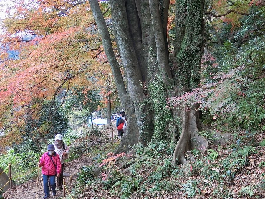 Yamaoyaji-GiantEnokiTree