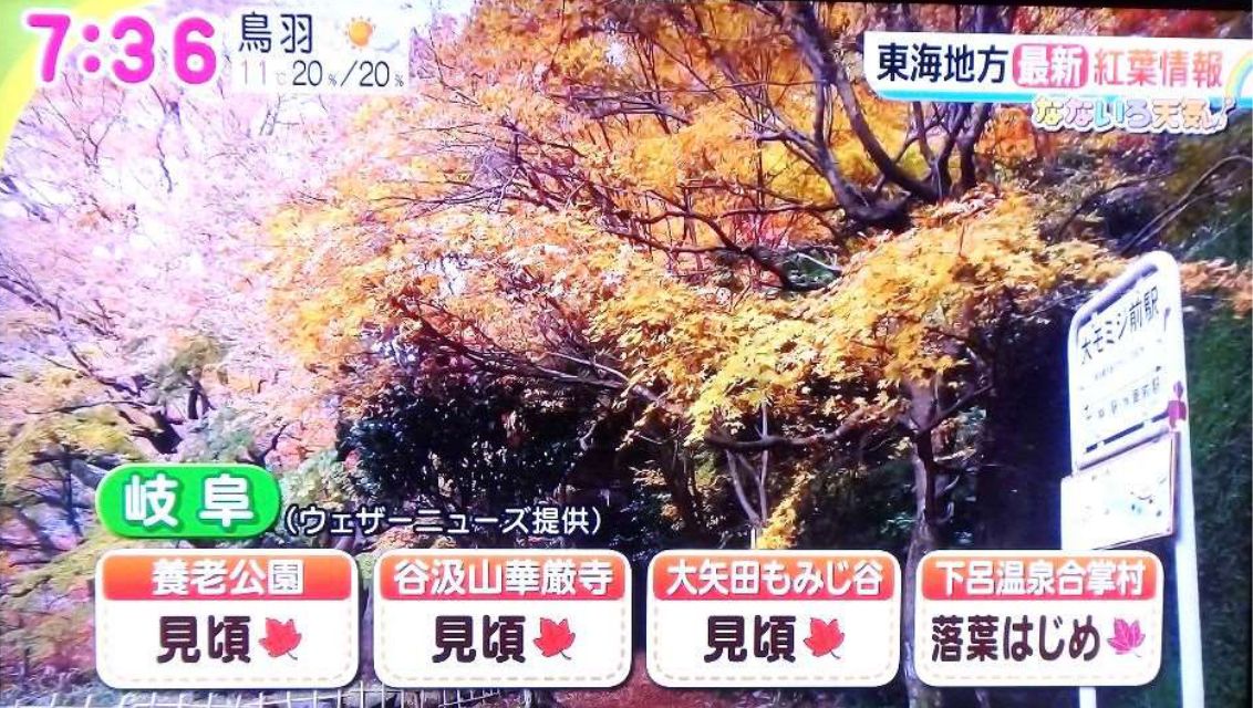 東海地方の紅葉情報