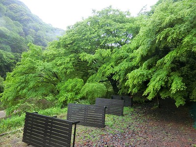 今日は縁台もセットせず