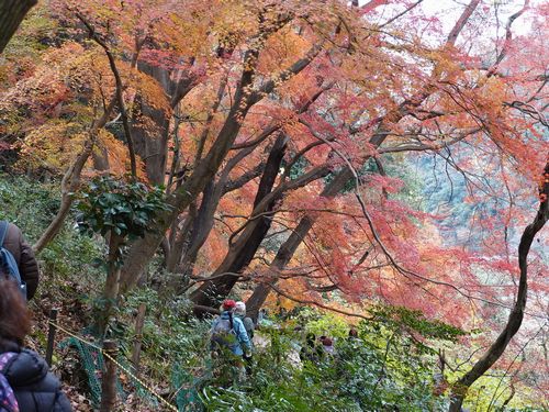 紅葉のもみじ山