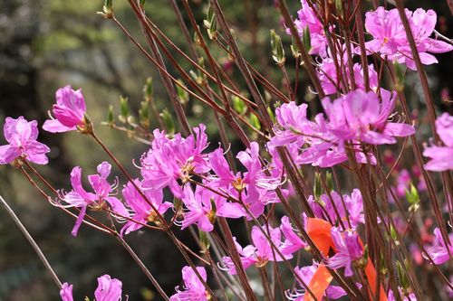 植樹されたミツバツツジ