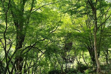 モミジ山　見渡す限りモミジ